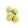 Strawberry Moon Rocks (Moonrock Canada)