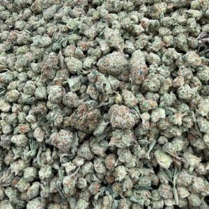 Chiesel strain